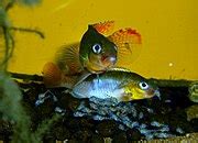 Category:Cichlidae breeding - Wikimedia Commons