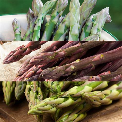 Asparagus Crowns Mixed Varieties | Carbeth Plants