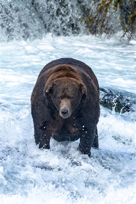 Stuffed With Salmon: Brown Bear ‘747’ Declared Champion of Annual ‘Fat ...