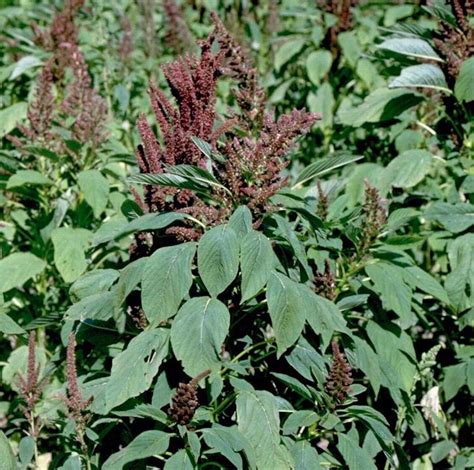 WILD Red Root Pigweed SEEDS~Amaranthus Retroflexus~Organic NGMO Herb ...