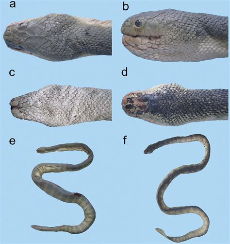 Sea snakes (Elapidae, Hydrophiinae) in their westernmost extent: an ...