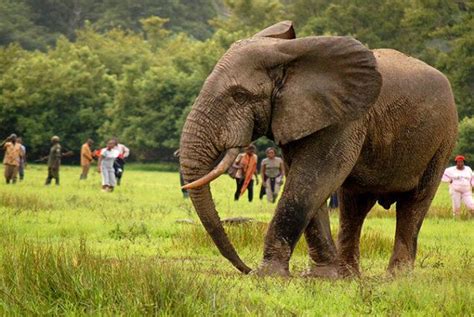 Kakum National Park - Linod Global