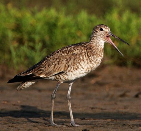 Willet - eastern breeding_1261.jpg photo - David McDonald photos at pbase.com