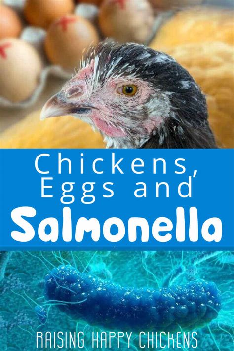 Salmonella Chicken