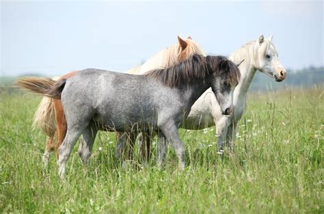 Welsh Pony Breed Information and Pictures - PetGuide | PetGuide