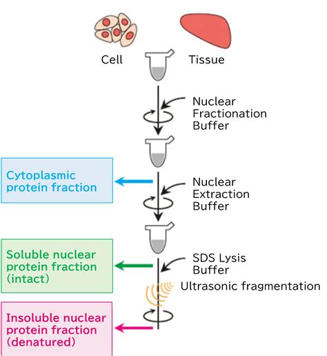 Protein Extraction Reagents | [Life Science]Products | Laboratory Chemicals-FUJIFILM Wako Pure ...