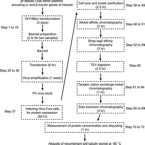 Typical elution profiles from each chromatography step (A and B)... | Download Scientific Diagram