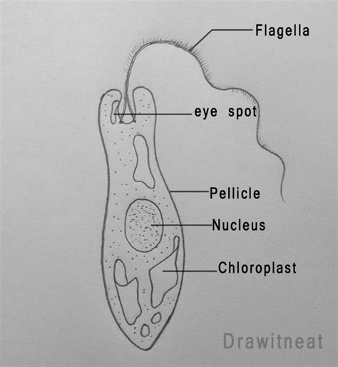 DRAW IT NEAT: How to draw Euglena