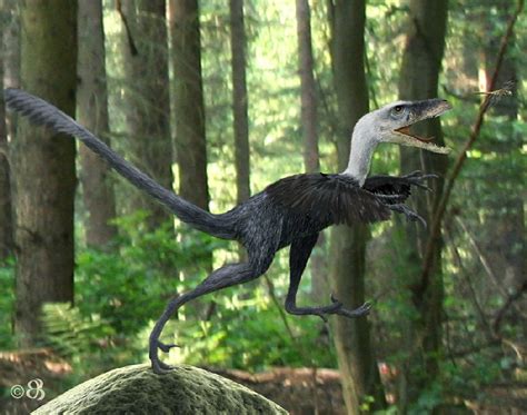 Bambiraptor Pictures & Facts - The Dinosaur Database