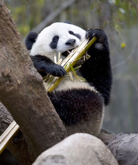 Chinese Panda Bear In Tree Eating Bamboo, China Stock Photography - Image: 13478502