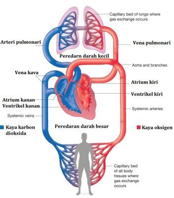 Sistem Peredaran Darah Kecil dan Sistem Peredaran Darah Besar - Biologi Edukasi: Belajar Sains ...