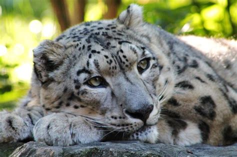 Snow Leopards at the Central Park Zoo