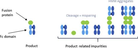 1 Cartoon representation product related impurities of the Fc-fusion... | Download Scientific ...