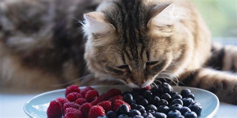 Can Cats Eat Blueberries? | Purina