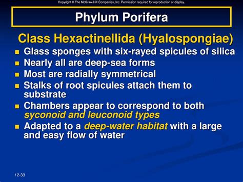 Sponges and Placozoans - ppt download