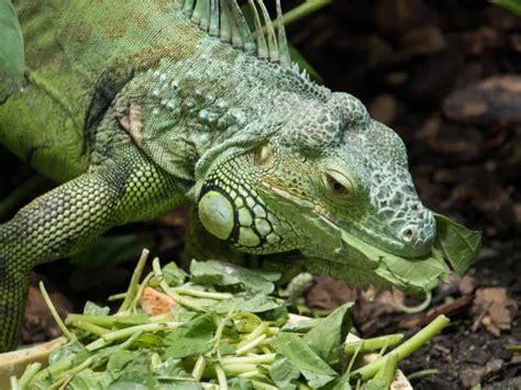 Feeding Your Iguana: A Complete Guide to an Ideal Iguana Diet - Reptile District