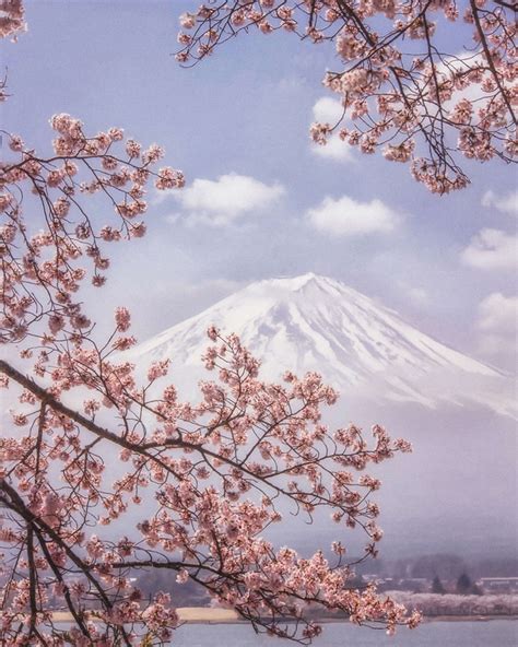 Mt.Fuji in the cherry blossoms - Wallpaper