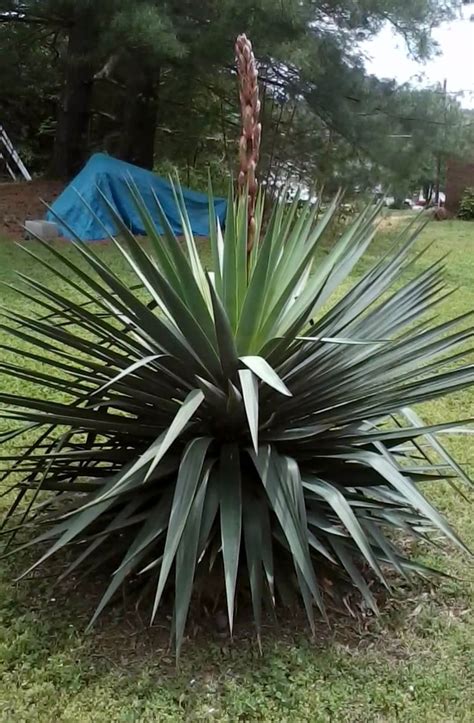 Varieties Of Yucca - What Are Different Yucca Plants Used For | Yucca ...