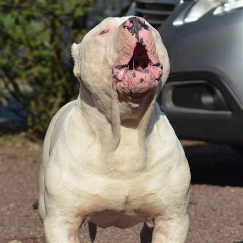 American bully XL XXL Bully Pitbull France Belgique Élevage Lion Pride ...