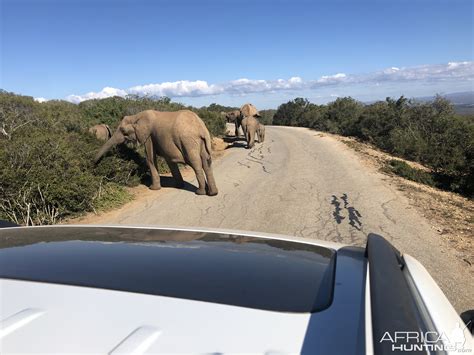 Elephant Wildlife Eastern Cape South Africa | AfricaHunting.com