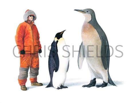 P014 - Mega Penguin (Palaeeudyptes klekowskii ..(size comparison with ...