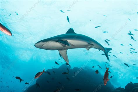 Sharks swimming in sea, Socorro, Mexico - Stock Image - F024/1189 - Science Photo Library