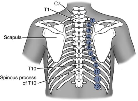 Vertebrae Thoracic Spine Landmarks