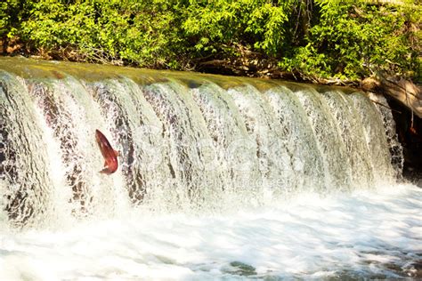 Salmon Swimming Upstream Through A Waterfall Stock Photos - FreeImages.com