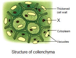 Draw a labelled diagram of collenchyma