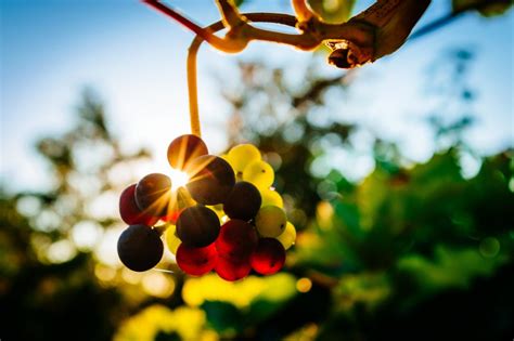 Download Grapes In Vineyard Royalty Free Stock Photo and Image