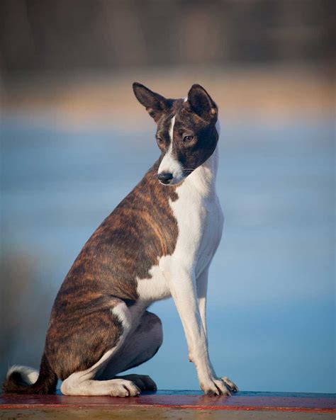 Learn Everything About Dogs from Dog-Learn.com