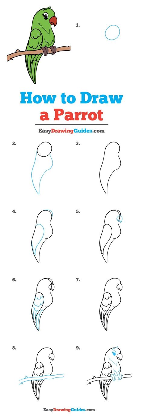 How to Draw a Parrot - Really Easy Drawing Tutorial