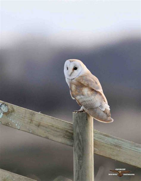 Barn Owl 4332.jpg | BirdForum