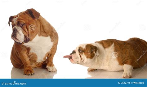 Funny dog fight stock photo. Image of dejected, displeased - 7522776