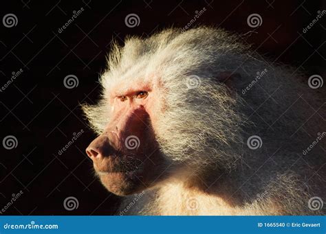 Mean looking monkey stock photo. Image of whelp, little - 1665540