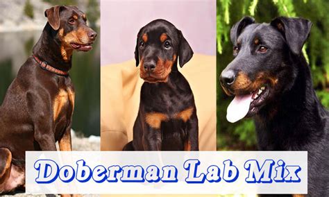 Doberman lab mix appearance, Characteristics and HD pictures