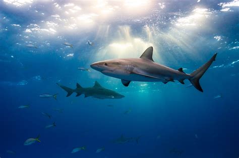 https://flic.kr/p/crUwnN | Sharks and Light | Caribbean reef sharks. See more photos at www ...