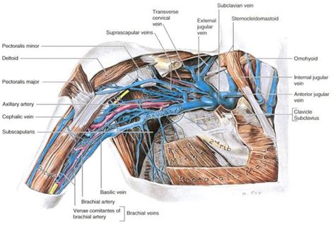 cephalic vein antecubital fossa - ModernHeal.com