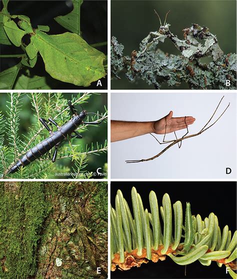 Frontiers | Evolution of Oviposition Techniques in Stick and Leaf Insects (Phasmatodea)