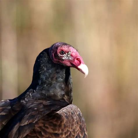 Turkey Vulture - Facts, Diet, Habitat & Pictures on Animalia.bio