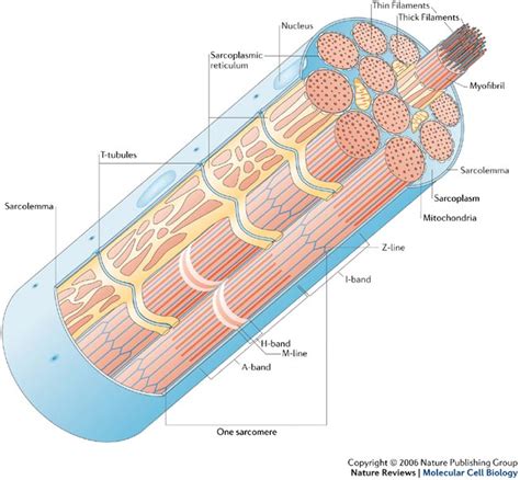 Muscle Cells; Muscle Cells, Mature; Myocytes