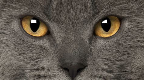 20 Breeds of Cats With Big Eyes