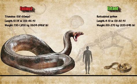 Titanoboa Size Comparison