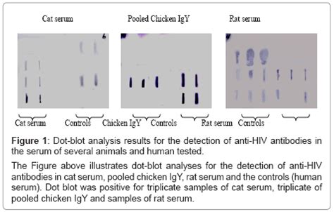 chromatography-separation-techniques-Dot-blot-analysis