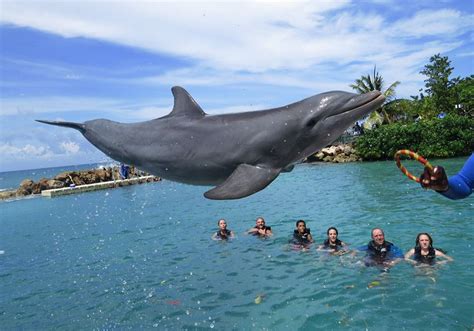 Swim with Dolphins Dolphin Cove Ocho Rios Jamaica