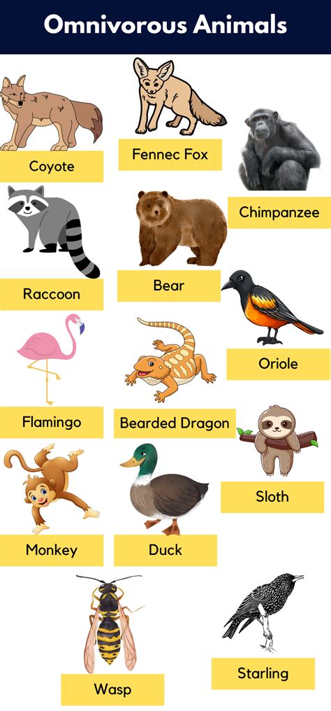 List Of Omnivores Animals Name, Pictures Facts PDF, 60% OFF