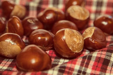 Conkers Free Stock Photo - Public Domain Pictures