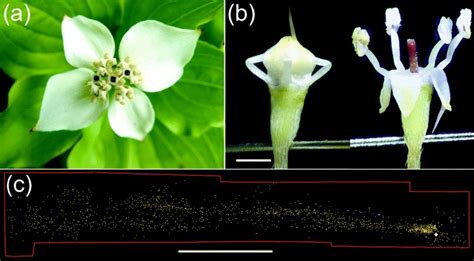 Images of Cornus canadensis flowers and pollen distribution. (a) An ...