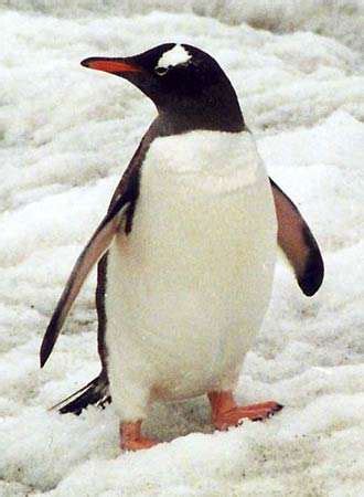 Gentoo penguin | bird | Britannica Penguin Facts, Penguin Day, Penguin Love, Cute Penguins ...