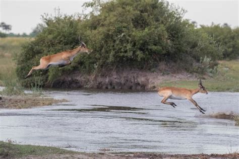 Premium Photo | Different type of gazelle species